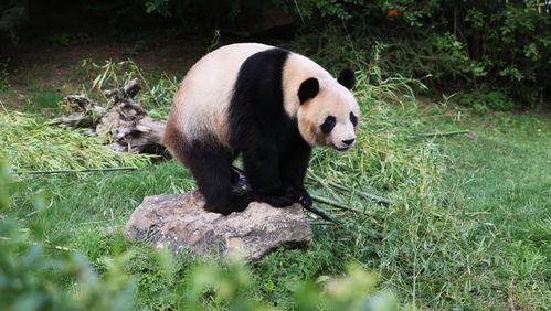 熊猫圆梦最新爆料,揭秘最新爆料背后的精彩故事