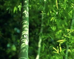 都美竹子最新爆料,揭秘娱乐圈惊人内幕