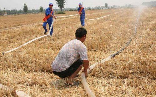 农民二龙最新爆料,农业新动向背后的惊人真相